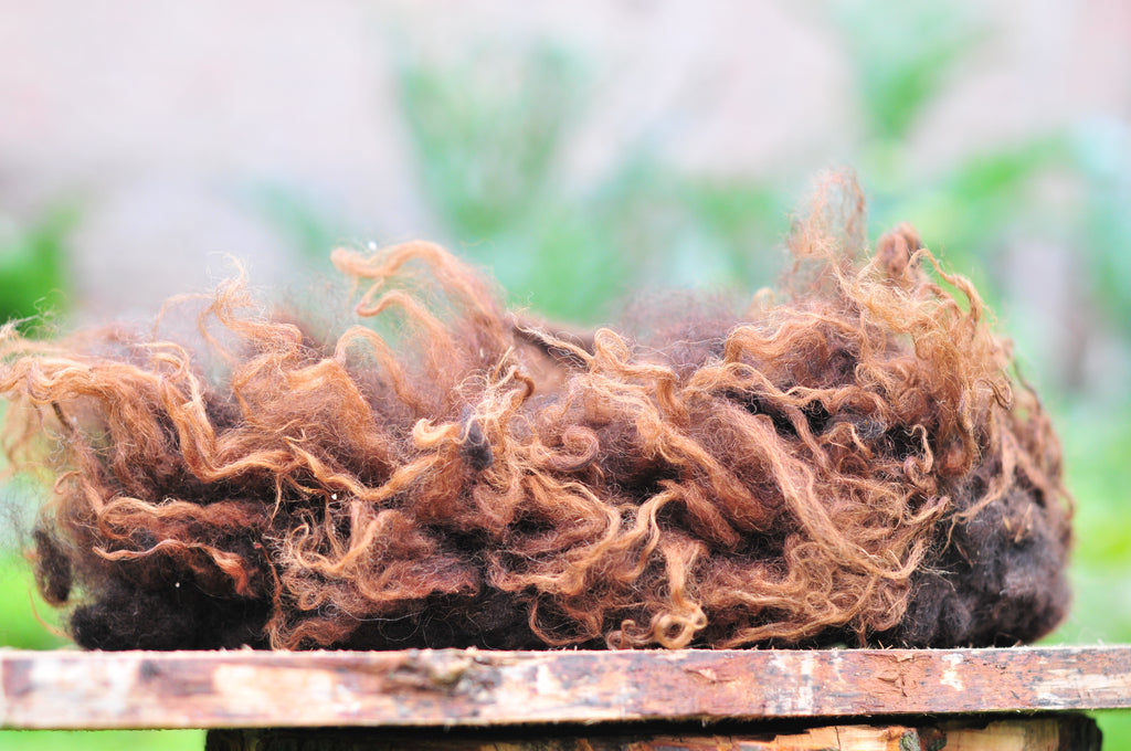 Wol uit de vacht : zwartbles gesorteerd, ongewassen
