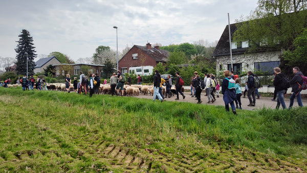 Tenenwol : transhumance softtronic