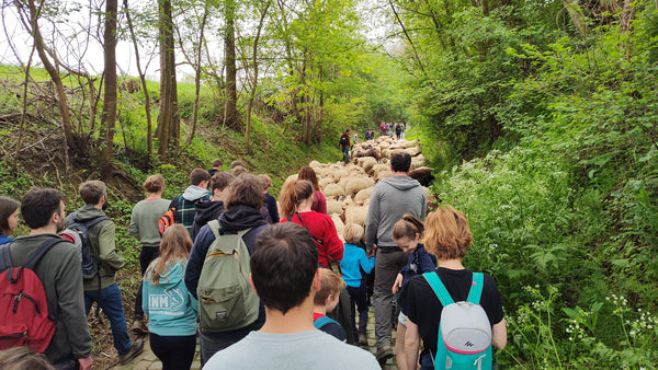 Tenenwol : transhumance softtronic