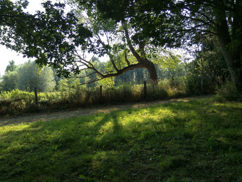 Wolweek : Ontdek de magie van wol in een wolatelier - Herbalana